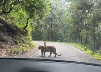 बड़ी खबर : पौड़ी के टेका मार्ग पर दिनदहाड़े दिखे दो गुलदार, इलाके में दहशत का माहौल
