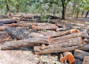 बड़ी खबर: सागौन की तस्करी में अब हवाई फायरिंग, बीट वॉचर को दी खुली चेतावनी