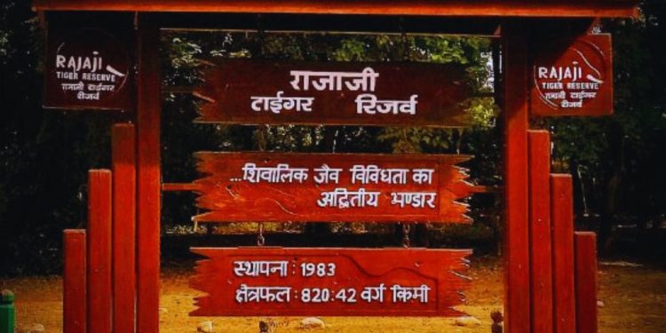Uttarakhand News: राजाजी टाइगर रिजर्व में बाघों के आकलन को लेकर तैयारी शुरू, यूपी, राजस्थान के वन कर्मी होंगे शामिल
