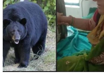 बड़ी खबर: पत्नी की जान बचाने के लिए पति ने दराती से किया भालू पर हमला
