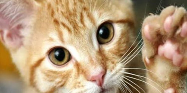 बिल्ली के बच्चों को अशुभ मानकर उठाया कदम, चाचा-चाची और भतीजी में मचा बवाल