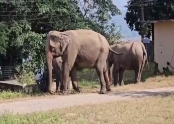 दुखद : डोईवाला में स्कूटी से जा रहे परिवार पर हाथी ने किया हमला, 12 साल के बच्चे को पटक कर मार डाला