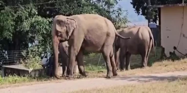 दुखद : डोईवाला में स्कूटी से जा रहे परिवार पर हाथी ने किया हमला, 12 साल के बच्चे को पटक कर मार डाला