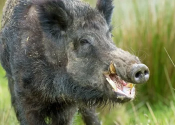 जंगली सूअर ने किया किसान पर हमला, खा गया आधा शरीर