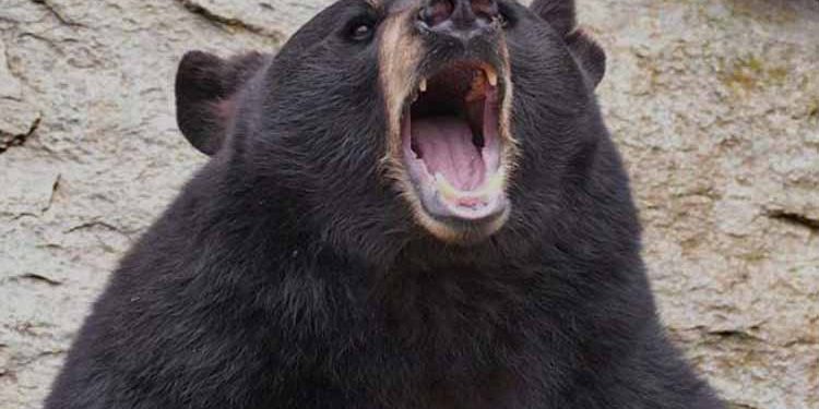 दुखद : पहाड़ों में नहीं थम रहा भालू का तांडव, अब एक और हमला