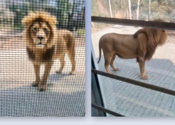 उत्तराखंड के इस जिले में दिखा जंगल का राजा, पहाड़ी क्षेत्र में  दिखा यह दुर्लभ नजारा