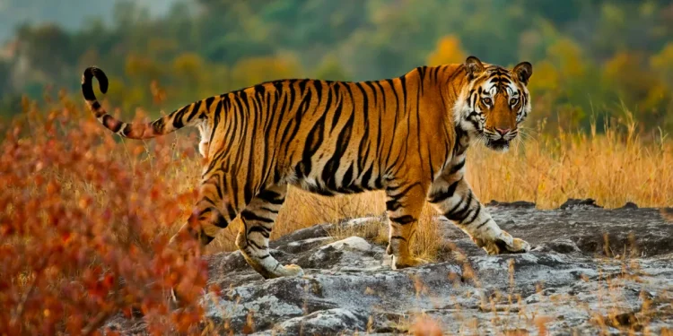 नए साल की रात दर्दनाक हादसा: सल्ट क्षेत्र में बाघ के हमले से महिला की मौत