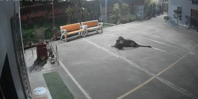 भाजपा नेता के घर पहुंचा गुलदार, पलक झपकते ही ले गया शिकार