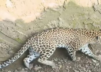 दुखद : रुद्रप्रयाग में पांच साल के बच्चे  गुलदार को बनाया निवाला, परिजनों का रो रो कर बुरा हाल