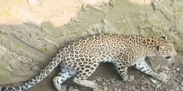 दुखद : रुद्रप्रयाग में पांच साल के बच्चे  गुलदार को बनाया निवाला, परिजनों का रो रो कर बुरा हाल