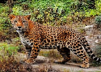 दुखद : उत्तराखंड में घर से बच्चे को उठा ले गया गुलदार