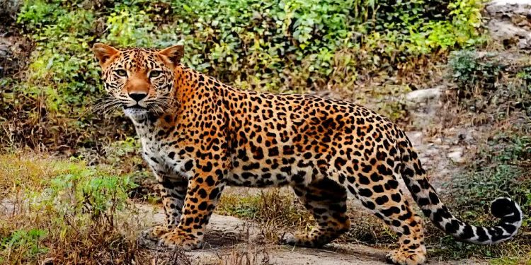 दुखद : उत्तराखंड में घर से बच्चे को उठा ले गया गुलदार