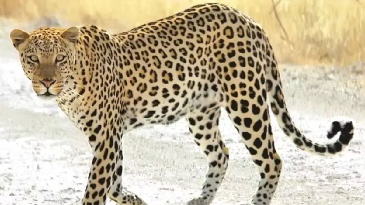 उत्तराखंड में गुलदार के बढ़ते हमले 