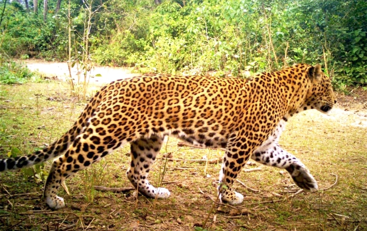 Kotdwar:बच्चे को घर से उठाकर ले गया गुलदार, परिजनों के शोर मचाने पर छोड़ा,  घायल मासूम हायर सेंटर रेफर - Leopard Attack Carries Off Child From Home  Child Injured Kotdwar ...