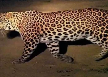 दुखद : पौड़ी में आंगन से 4 साल की बच्ची को उठा कर ले गया गुलदार