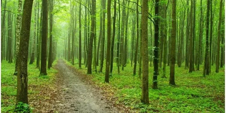 उत्तराखंड में काटे जायेंगे 19,170 पेड़, राज्य सरकार ने केंद्र से मांगी अनुमति