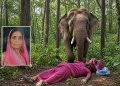 गैस सिलेंडर खत्म होने पर जंगल में लकड़ियां लेने गई महिला को हाथी ने बेहरमी से मार डाला, परिवार में पसरा मातम