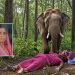 गैस सिलेंडर खत्म होने पर जंगल में लकड़ियां लेने गई महिला को हाथी ने बेहरमी से मार डाला, परिवार में पसरा मातम