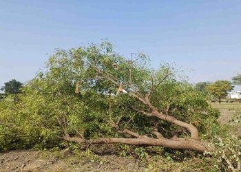 ऋषिकेश बाईपास निर्माण पर पेड़ों का संकट! 3998 वृक्षों पर असर, वन विभाग ने पातन की संख्या घटाने के दिए निर्देश