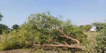 ऋषिकेश बाईपास निर्माण पर पेड़ों का संकट! 3998 वृक्षों पर असर, वन विभाग ने पातन की संख्या घटाने के दिए निर्देश