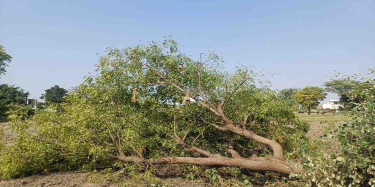 ऋषिकेश बाईपास निर्माण पर पेड़ों का संकट! 3998 वृक्षों पर असर, वन विभाग ने पातन की संख्या घटाने के दिए निर्देश