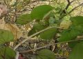 उत्तराखंड के मालू से बनेगा पर्यावरण अनुकूल कपड़ा, पंतनगर विश्वविद्यालय के वैज्ञानिकों को मिला पेटेंट