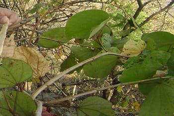 उत्तराखंड के मालू से बनेगा पर्यावरण अनुकूल कपड़ा, पंतनगर विश्वविद्यालय के वैज्ञानिकों को मिला पेटेंट