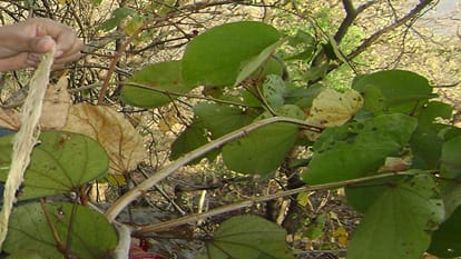 उत्तराखंड के मालू से बनेगा पर्यावरण अनुकूल कपड़ा, पंतनगर विश्वविद्यालय के वैज्ञानिकों को मिला पेटेंट